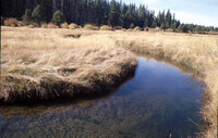 Trout Creek thumbnail