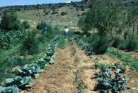 Gallegos farm, Irrigation and crops 012 thumbnail