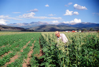 Kaber farm, Fields and crops 022 thumbnail