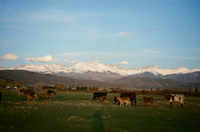 Landscapes and cattle 042 thumbnail