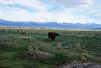 San Luis Valley landscapes 045 thumbnail