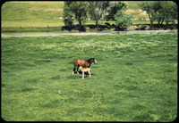 Mare and foal thumbnail