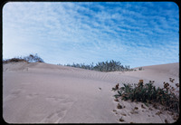 Sand Dune thumbnail