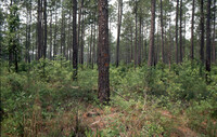 Bottomland Pine Forest thumbnail