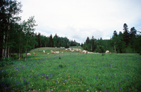 Torres ranch, Cattle drive and farm equipment demonstration 010 thumbnail