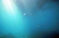 BFC Dock Near thumbnail