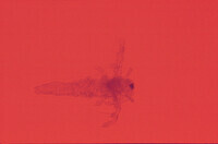 Nauplius brine shrimp 1 day after fertilization thumbnail