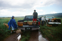 Kaber farm, Harvesting peas 030 thumbnail