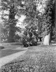 Trees on a path thumbnail