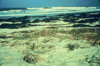 ODC Sandy Shore Lecture thumbnail