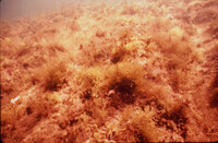 Inshore "algal gardens" on coral reef thumbnail