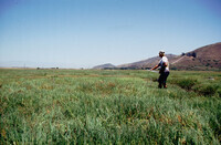 Pt. Mugu Wetlands thumbnail