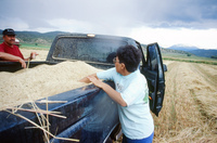 Kaber farm, Threshing oats and baling hay 022 thumbnail