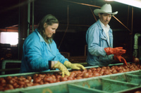 Sunny Valley Inc, Potato farm and processing 017 thumbnail