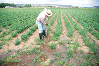 Kaber farm, Compuerta irrigation 031 thumbnail