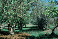 San Luis Valley orchards 008 thumbnail