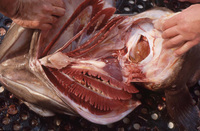 Gulf Grouper Gills and Heart thumbnail