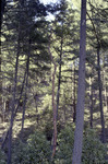 Watkins Trip to Ashland, Oregon and Northern California thumbnail