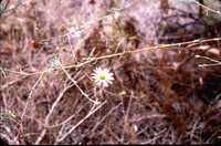 Corethrogyne filaginifolia thumbnail