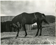 Black Ark', TB mare donated by Walter H. Hoffman thumbnail
