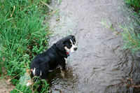 Kaber farm, Setting sluice gates 023 thumbnail