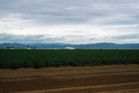 Sunny Valley Inc, Potato farm and processing 031 thumbnail