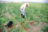 Kaber farm, Compuerta irrigation 011 thumbnail