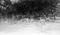 Deer thumbnail