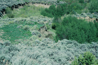 Farming in San Luis Valley 023 thumbnail