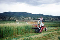 Kaber farm, Harvesting wheat 004 thumbnail
