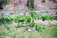 Kaber farm, Volunteers and animals 019 thumbnail