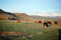 Landscapes and cattle 039 thumbnail