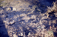 Pt. Mugu Wetlands thumbnail
