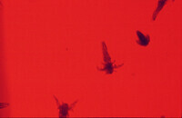 Nauplius brine shrimp 1 day after fertilization thumbnail