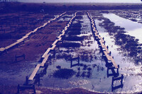 Pt. Mugu Wetlands thumbnail