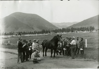 Percheron Stallion 'Ibidem' being judged by students thumbnail