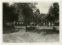 Poly Grove thumbnail