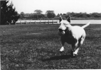 Angel the Dog thumbnail