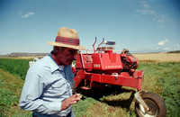 Kaber farm, Harvesting peas 002 thumbnail
