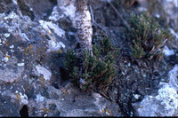 Selaginella bigelovii thumbnail