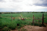 San Luis People's Ditch 005 thumbnail
