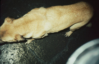A Punta Arenas dog with low bladder control thumbnail