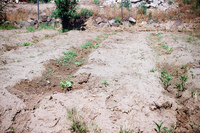 Landscapes and ostrich farm 023 thumbnail