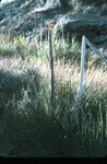 Yucca whipplei thumbnail