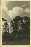 [Eucalyptus trees] thumbnail