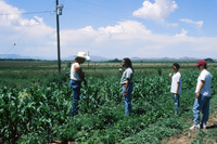 Gallegos farm, Crops 024 thumbnail
