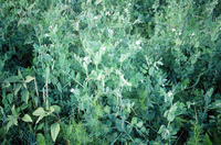 Kaber farm, Crops in the field 029 thumbnail