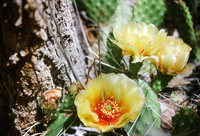 River, plants and mountains 010 thumbnail