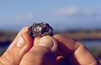 Pt. Mugu Wetlands thumbnail