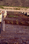 Pt. Mugu Wetlands thumbnail